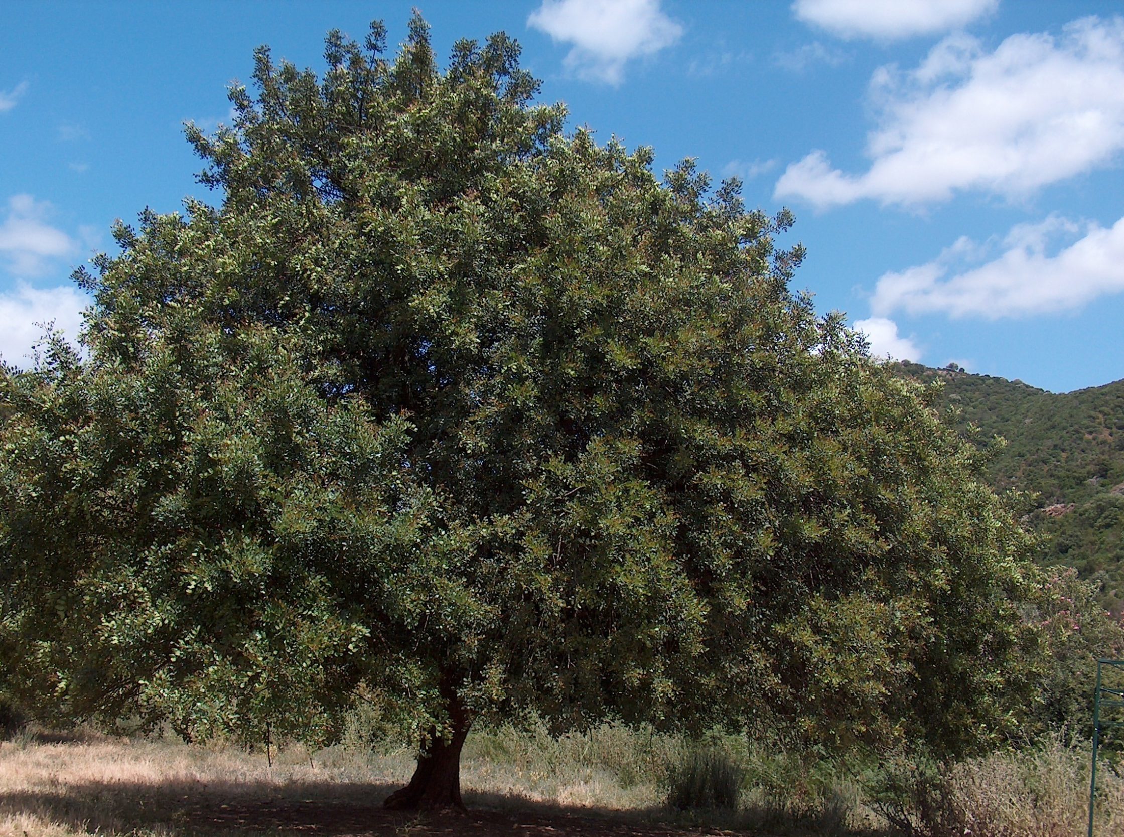 The Carob Tree - Eleni Premeti